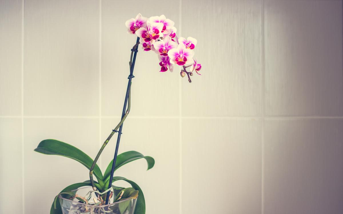Por qué a mi orquídea se le caen las flores - descubre las razones