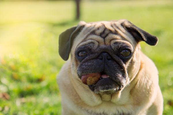 ¿Los perros pueden comer castañas? - Qué beneficios tienen las castañas para los perros
