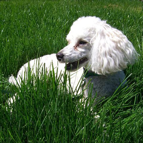 Cómo saber si mi perro tiene cataratas - Paso 2