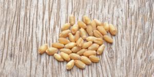 Cómo tomar germen de trigo para adelgazar