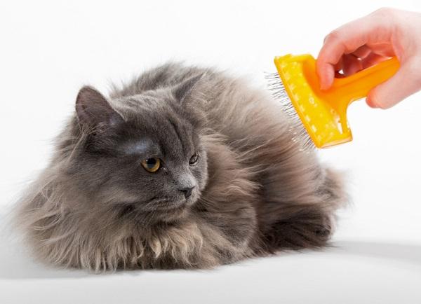 Cómo cuidar a un gato persa - Paso 3