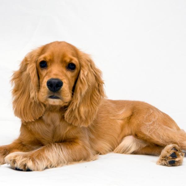 Como cuidar de un Cocker Spaniel 8 pasos