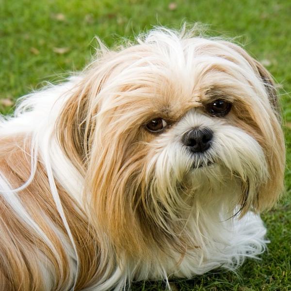 son los shih tzu los perros mas inteligentes