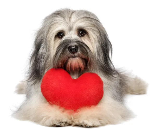 qué tan rápido debe latir el corazón de un cachorro
