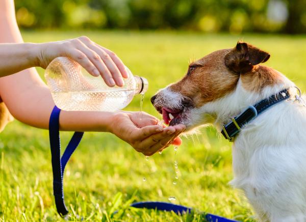 cuanta agua hay en el cuerpo de un perro