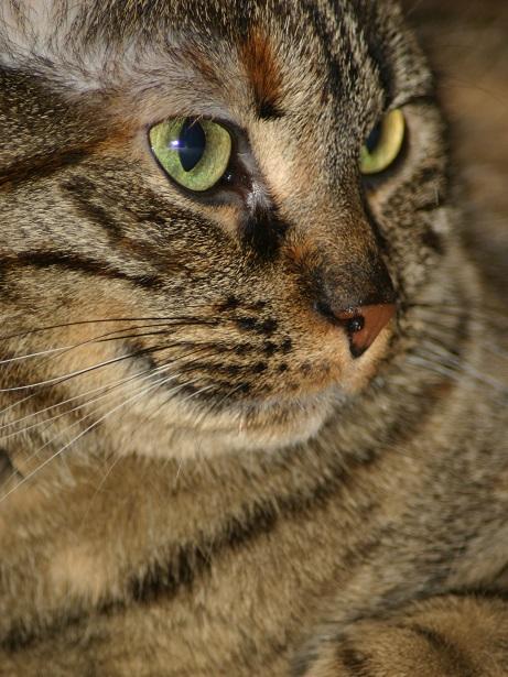 Cómo conseguir que mi gato adelgace