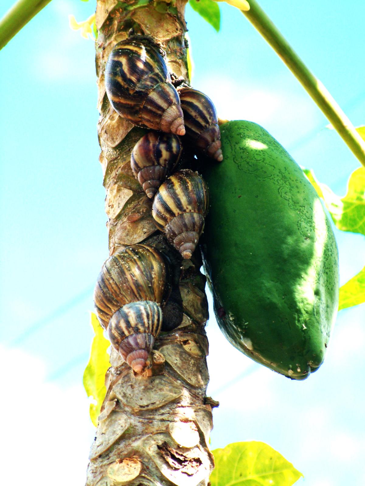 Cómo controlar plagas de forma natural