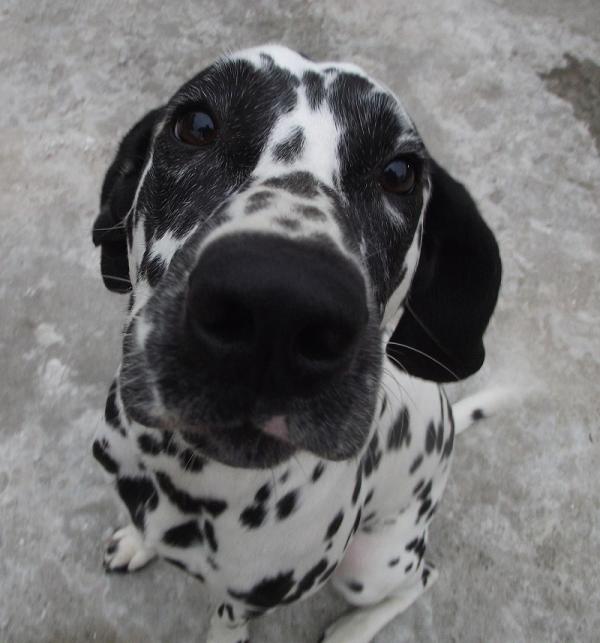 Cómo evitar la dermatitis en los perros 