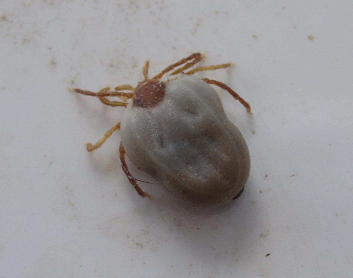 Manera fácil de quitar una garrapata