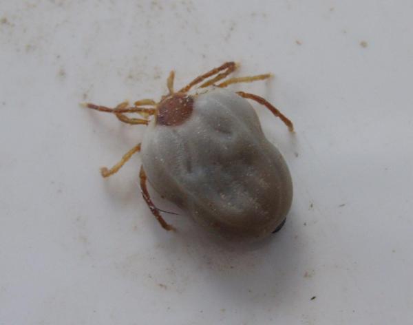 Manera fácil de quitar una garrapata