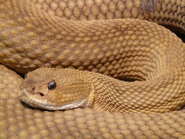 Cuál es la diferencia entre serpiente, culebra y víbora - Serpiente