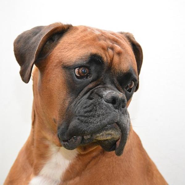 por qué mi cachorro tiene arcadas