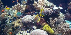 Cómo cuidar peces tropicales