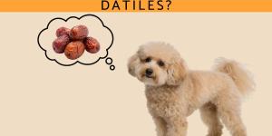 ¿Los perros pueden comer dátiles? Descubre si es bueno este alimento