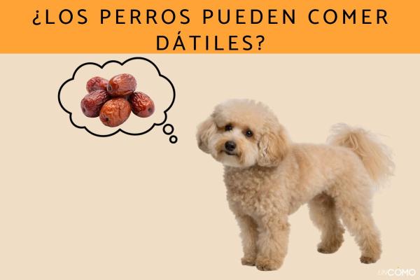 ¿Los perros pueden comer dátiles? Descubre si es bueno este alimento