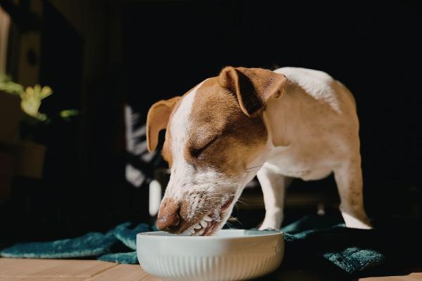 ¿Los perros pueden comer dátiles? Descubre si es bueno este alimento - ¿Los perros pueden comer dátiles sin problemas?