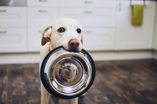 ¿Los perros pueden comer dátiles? Descubre si es bueno este alimento - Precauciones y riesgos al dar dátiles a tu perro