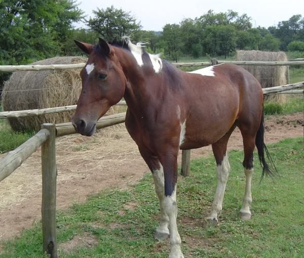 Cómo asegurar un caballo