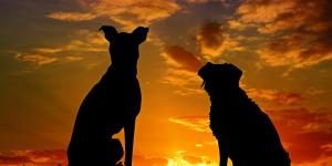 Cómo superar la muerte de un perro: guía para afrontar el duelo paso a paso y recordar con amor