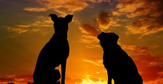 Cómo superar la muerte de un perro: guía para afrontar el duelo paso a paso y recordar con amor