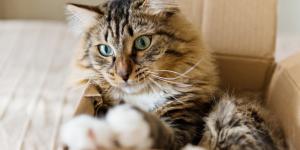 Cómo mudarse de casa con un gato