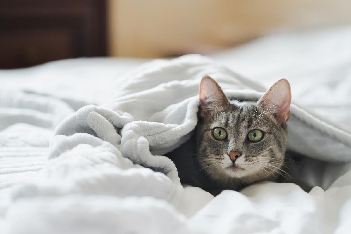 ¿Hay que tapar a los gatos para dormir?