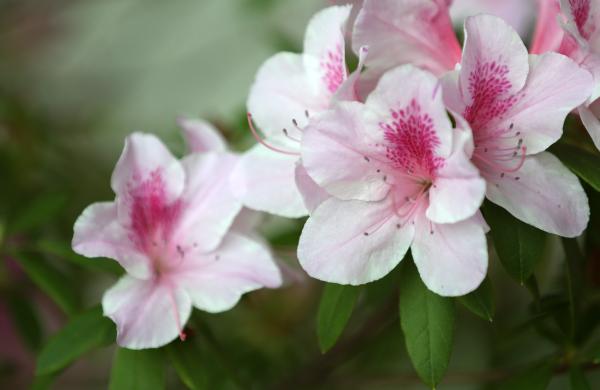 Cuándo se planta la azalea - La mejor época para plantar la azalea