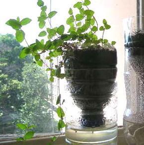 Cómo hacer una bonita base para mis plantas