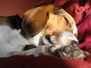 es malo si mi perro vomita