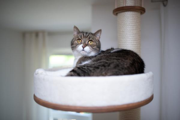 Cómo meter un gato en una casa con perros - Preparar espacios propios separados