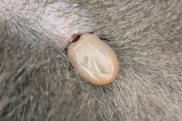 que hago si mi perro tiene una garrapata