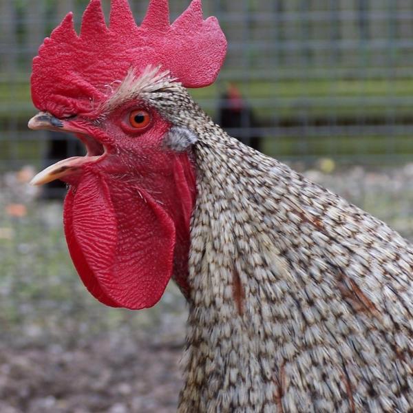 Cómo detener la gripe aviar