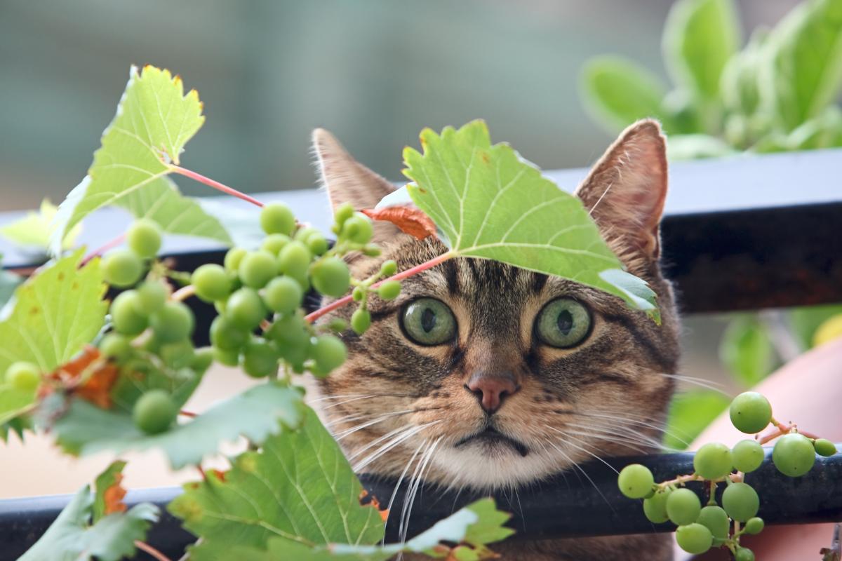 ¿Los gatos pueden comer uvas? Descubre por qué son tóxicas