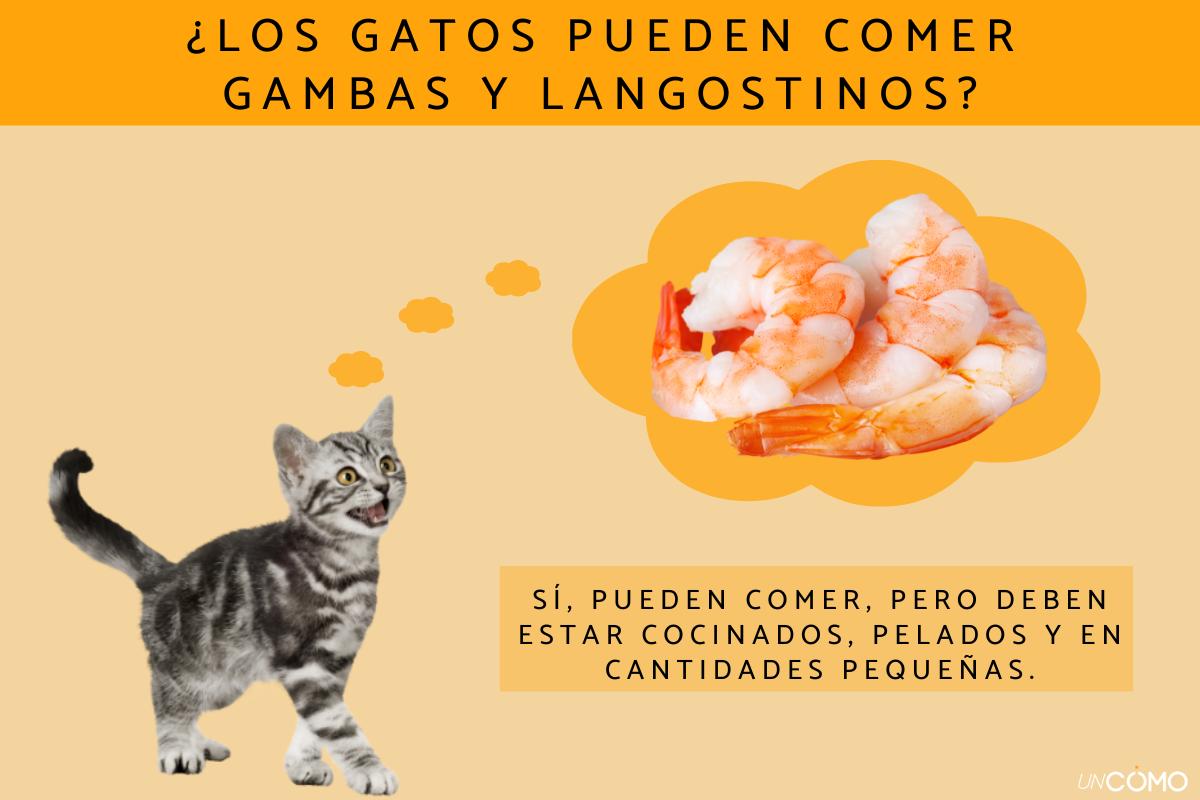 ¿Los gatos pueden comer gambas y langostinos? Descubre si son buenos o no