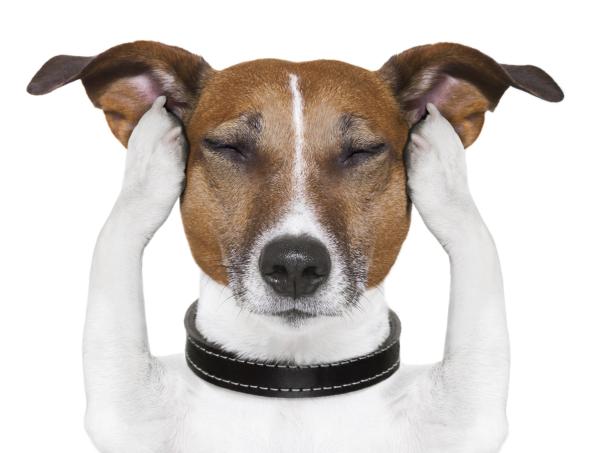 cómo detener el comportamiento agresivo del perro.