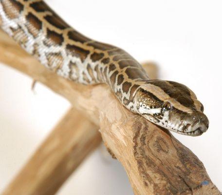 Cómo alimentar una serpiente 