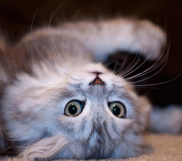 Cómo elegir el nombre de mi gato