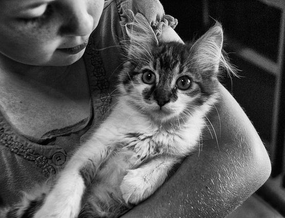 Cómo elegir el nombre de mi gato - Paso 2