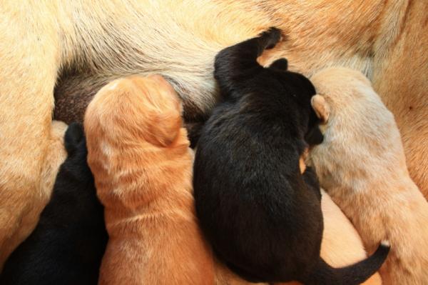 ¿Puedo bañar a mi perra recién parida? - Evitar daños en las mamas de tu perra