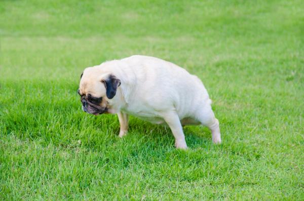 Por qué mi perra tiene flujo café - Cistitis en perras