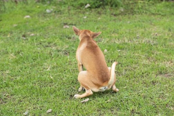 Por qué mi perra tiene flujo café