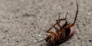 Por qué las cucarachas mueren boca arriba