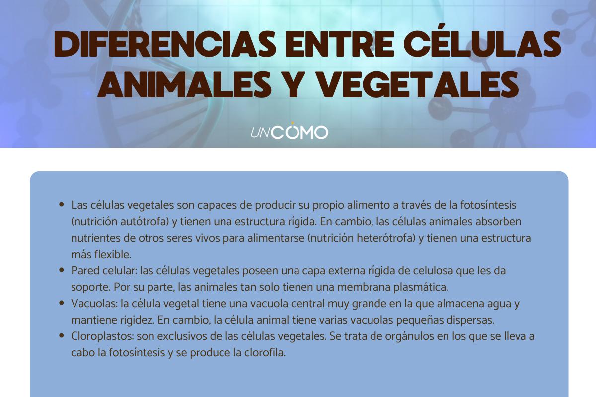 Tipos de células y sus características