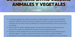 Tipos de células y sus características