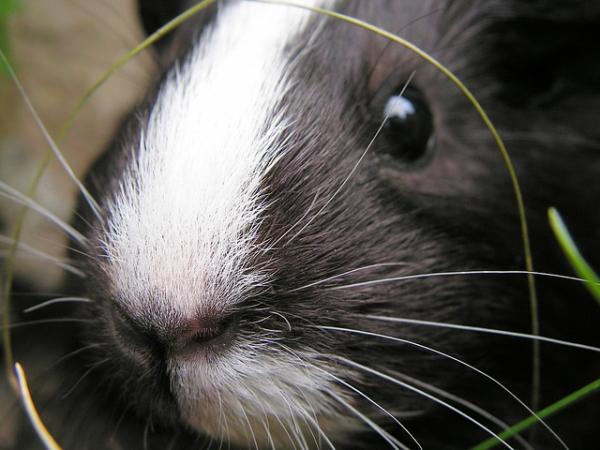 Cómo limpiar la jaula de una cobaya - Paso 5