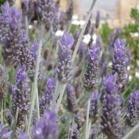 Cómo aliviar el dolor de cabeza de forma natural - Paso 3