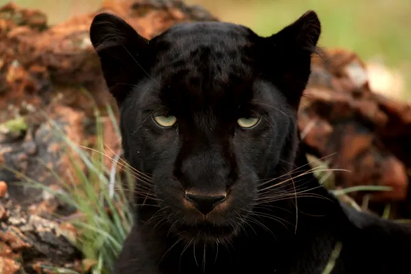 Puma negro con ojos verdes hotsell