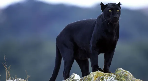 Puma negro informacion 2025