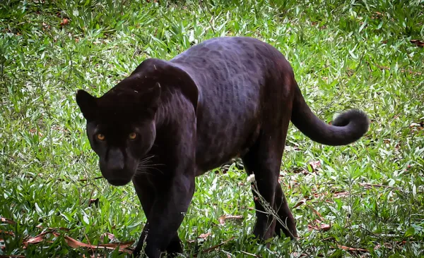mascota de cabeza de pantera negra