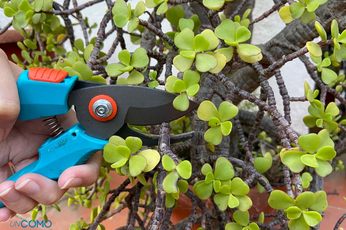 Cómo podar un árbol de la abundancia